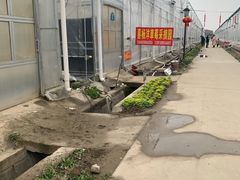 -喜杨洋草莓采摘园