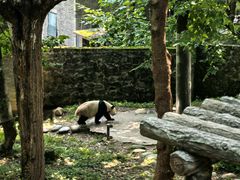 -都江堰中华大熊猫苑