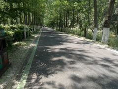 -合肥滨湖国家森林公园