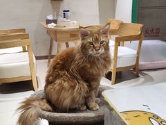 -藏猫猫咖啡主题馆(中央大道店)