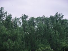 -大亚湾红树林城市湿地公园