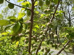 -昆山城市生态森林公园