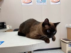 -瑞鹏宠物医院·骨科·猫科·内科(第一中心)