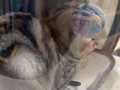 -佳雯宠物医院·皮肤科·内外科(春晓路分院)