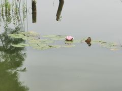 -白鹭湾湿地公园