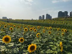 -光明小镇欢乐田园