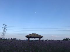 -紫颐香薰山谷景区