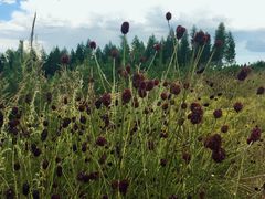 -塞罕坝国家级自然保护区