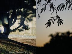 -中国科学院华南植物园