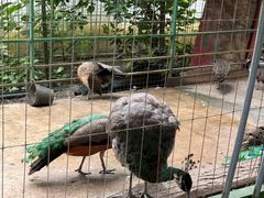 -瑞丽独树成林风景区