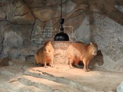 -Zoolung Zoolung动物主题公园(海信广场店)