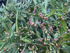 -墨尔本皇家植物园