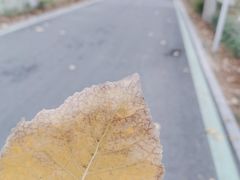 -合肥滨湖国家森林公园