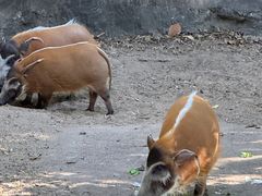 -清迈夜间动物园