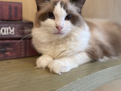 -飞行喵MR PILOT|猫舍·猫咖(静安大融城店)