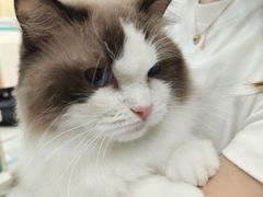 -乐琪宠物医院·犬猫专科·骨外科·急重症