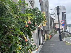 -歌诗达邮轮(宝杨路码头)