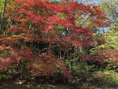 -关门山森林公园