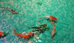 -酷嗒动物文化乐园(cutezoo西溪乐天城店)