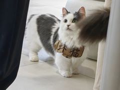 -怪兽屋·羊驼·猫咖·狗咖(俊华广场店)