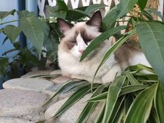 -喵屿·大理花园猫咖