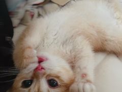 -瑞鹏宠物医院犬猫全科(真大分院)
