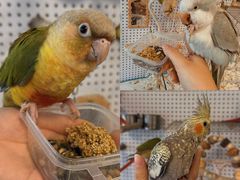 -吉丁鸟咖·异宠·寄养