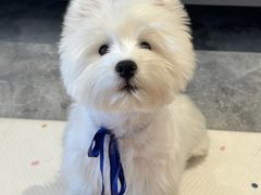 -萌宠之家·腊肠犬·马尔泰·小体犬舍
