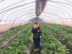 -胜丰草莓采摘园