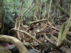 android_upload_pic-广州市石门国家森林公园