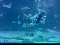 -烟台海昌鲸鲨海洋公园
