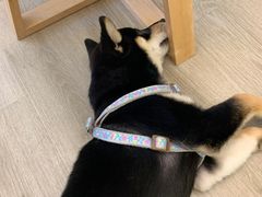 -浣熊柯尔鸭土拨鼠·电玩咖