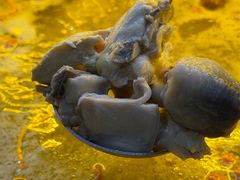 -王二爷药膳鸡(仙林学衡路店)