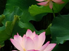 -四川大学(华西校区)