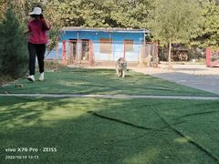 -宠物寄养训练学校