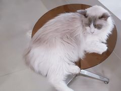 -共舞时光猫咖·狗咖(新街口店)