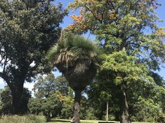 -墨尔本皇家植物园