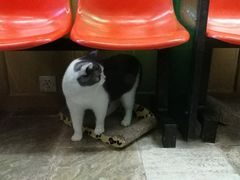 -猫咪博物馆(顶澳仔猫街店)