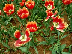 android_upload_pic-洛阳郁金香牡丹园