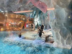 -帝企鹅自助餐厅•儿童岛•真企鹅(长隆企鹅酒店)