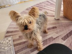 -安德鲁户外烧烤帐篷营地(马泉营店)