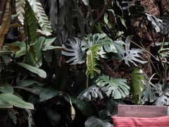 -Fern Forest Cafe
