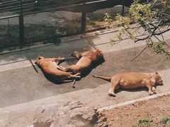 -大连森林动物园