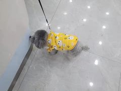 -中农国际动物医院24小时·猫科·骨科·急重症中心