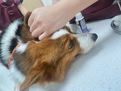 -瑞派康怡24h宠物医院·犬猫医疗中心·微创绝育(瑞景分院)