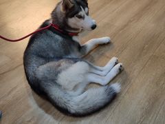 -Husky Go! 哈士奇体验馆·宠物咖啡厅狗咖