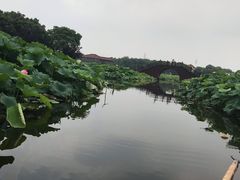 -荷塘月色湿地公园·向阳花洲