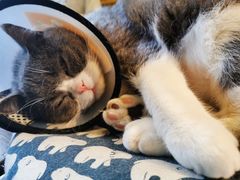 -猫猫幼稚园·撸猫·桌游·电玩