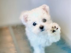 -萌宠之家·腊肠犬·马尔泰·小体犬舍