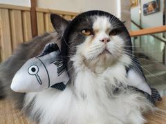 -Catmate·猫肥家润(金润铂宫店)